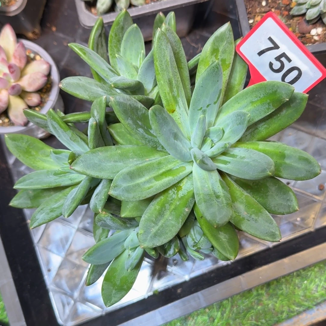 多肉植物海洋之歌群750