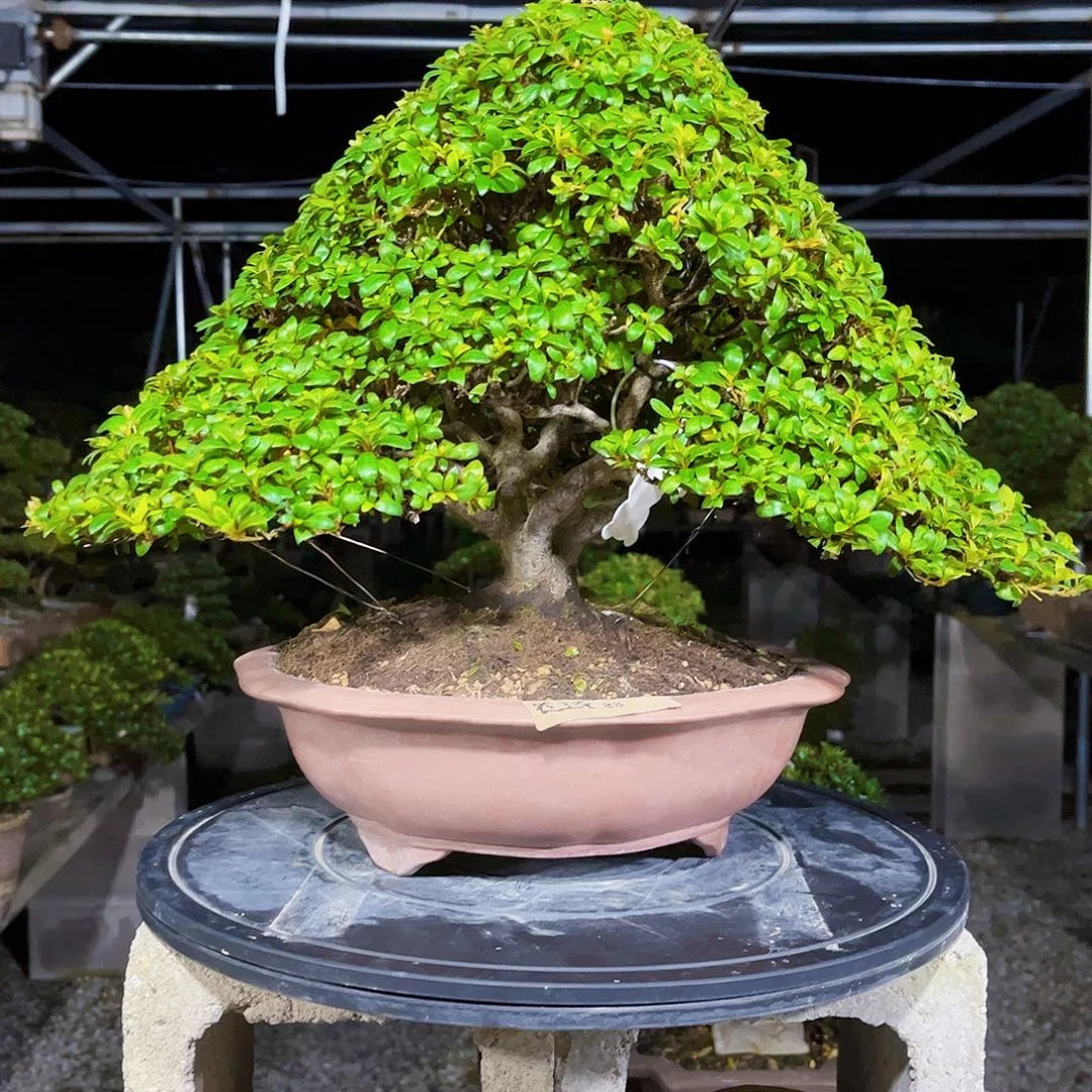 无花朵杜鹃花盛开在彼岸中