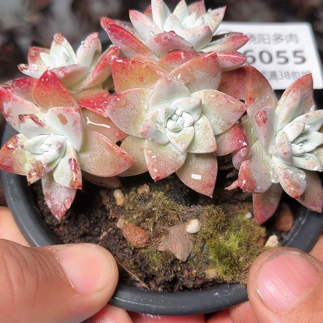 6055刘丹白菊仙女杯多肉