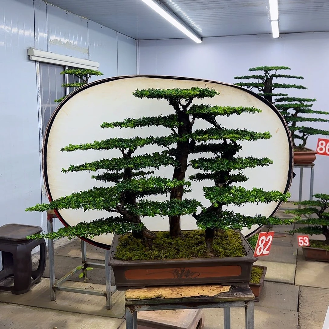 无花朵盆景直播间一物一拍