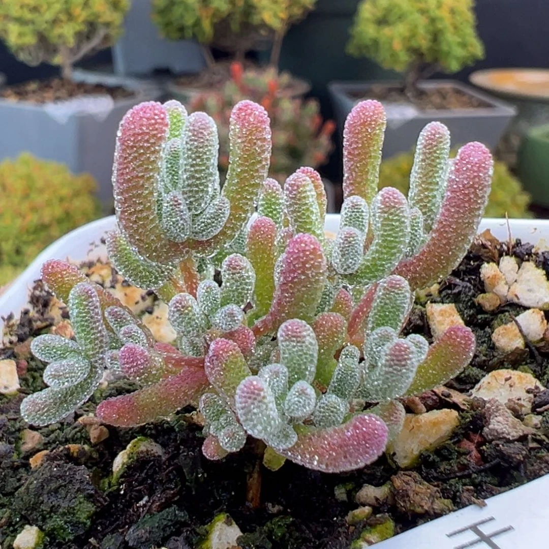 dy3768实生冰晶杂冠幅4cm
