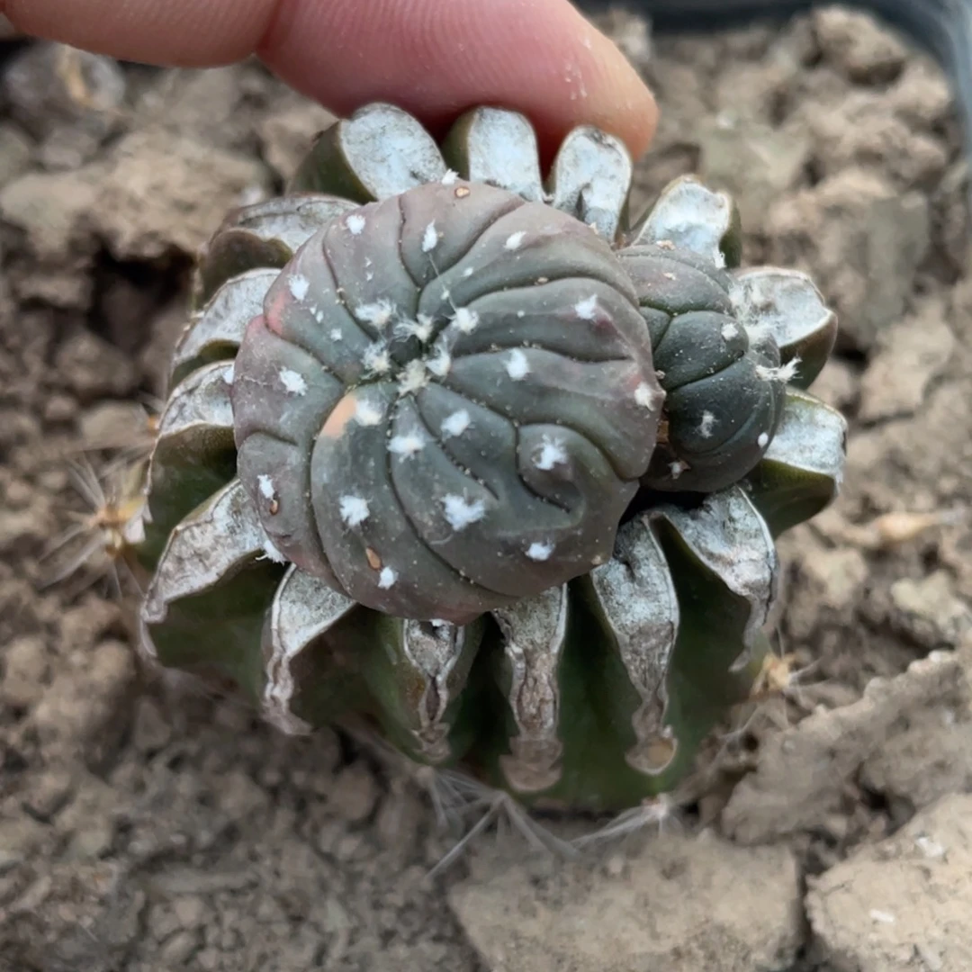 全部花朵多棱 怪兜 仙人球