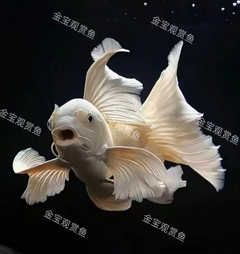 精品蝴蝶鲤冷水观赏鱼10-13cm