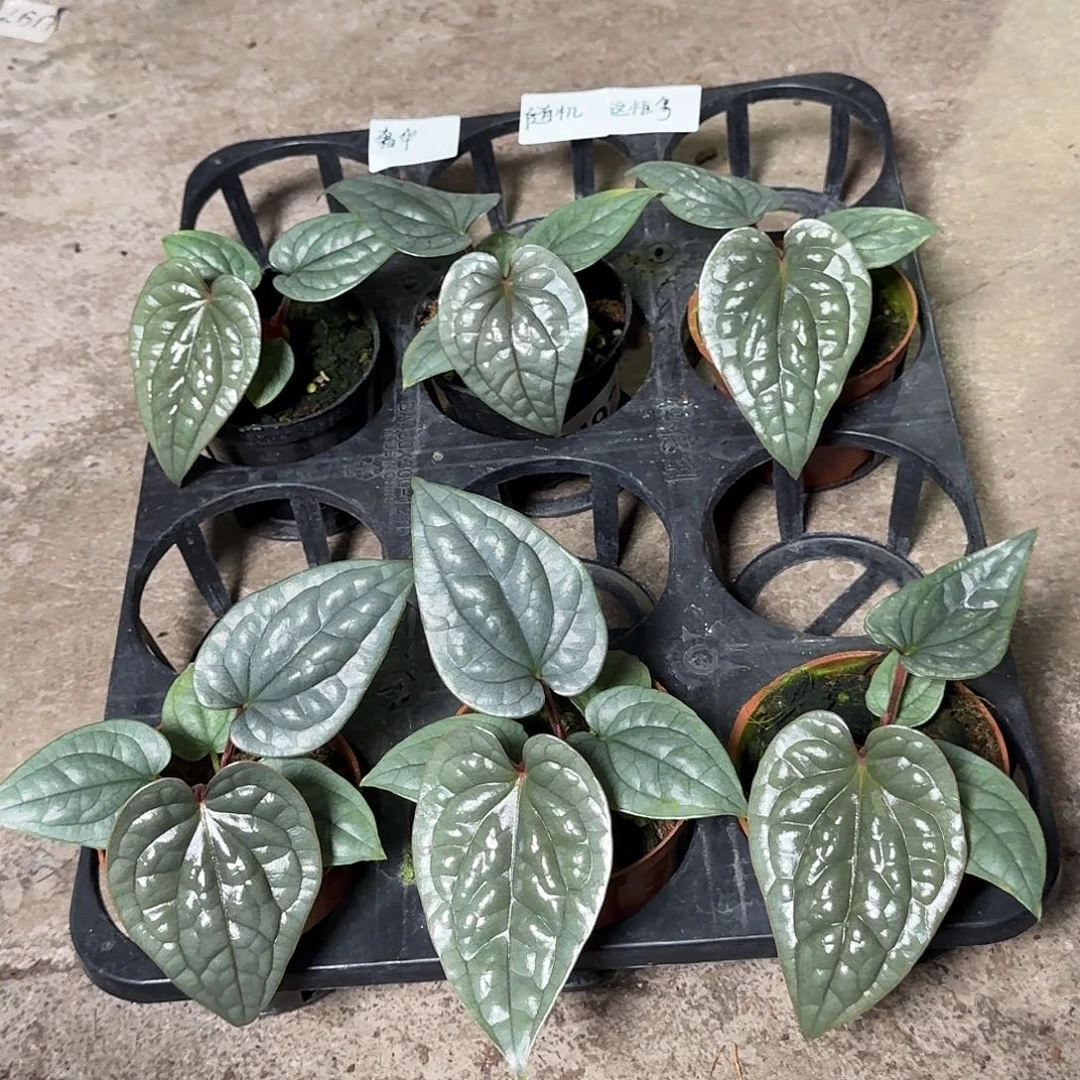 完全开放籽播奢华随机发