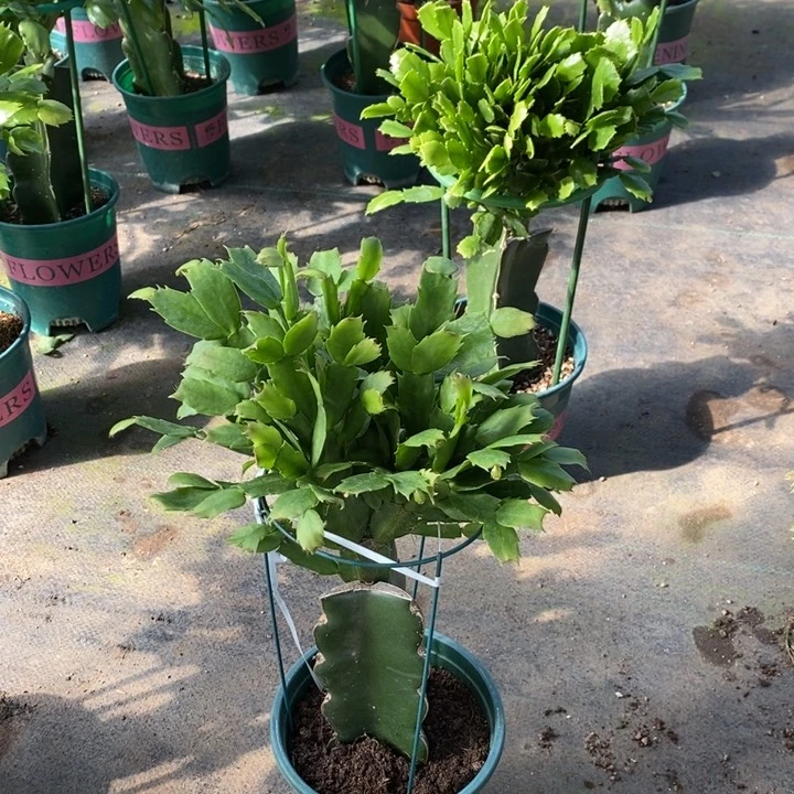 当前无花栽培后可以开花602嫁接红索
