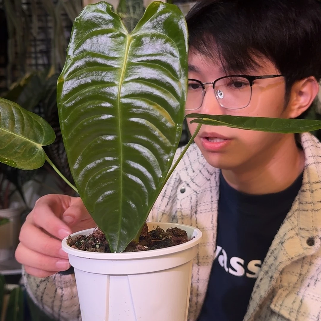 不开花植物G909火鹤王