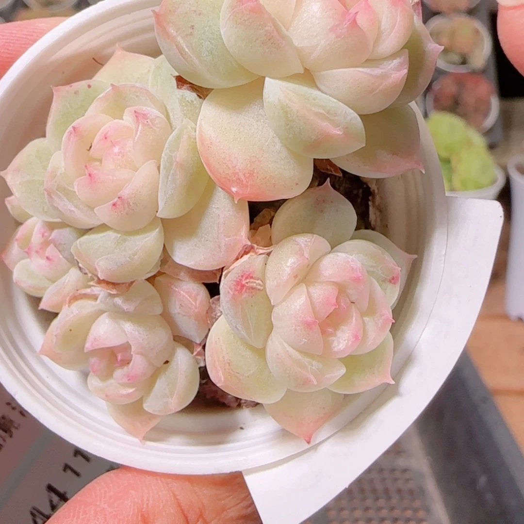 花语多肉1130-343叶伤