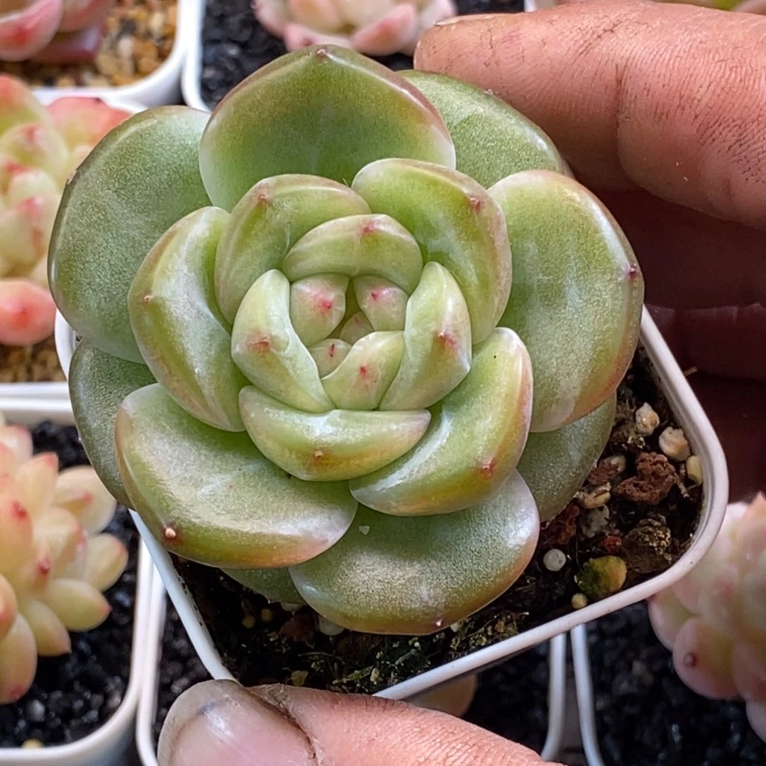 天官赐福百无禁忌