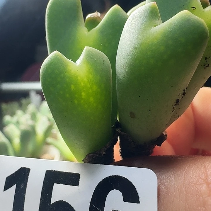 少将一物一拍多肉156