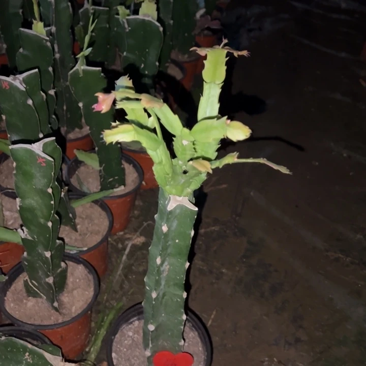 江***湖当前无花栽培后可以开花067  46