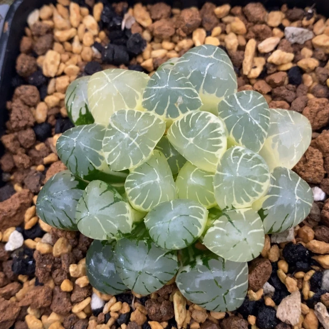 一颗实生糊斑玉露锦