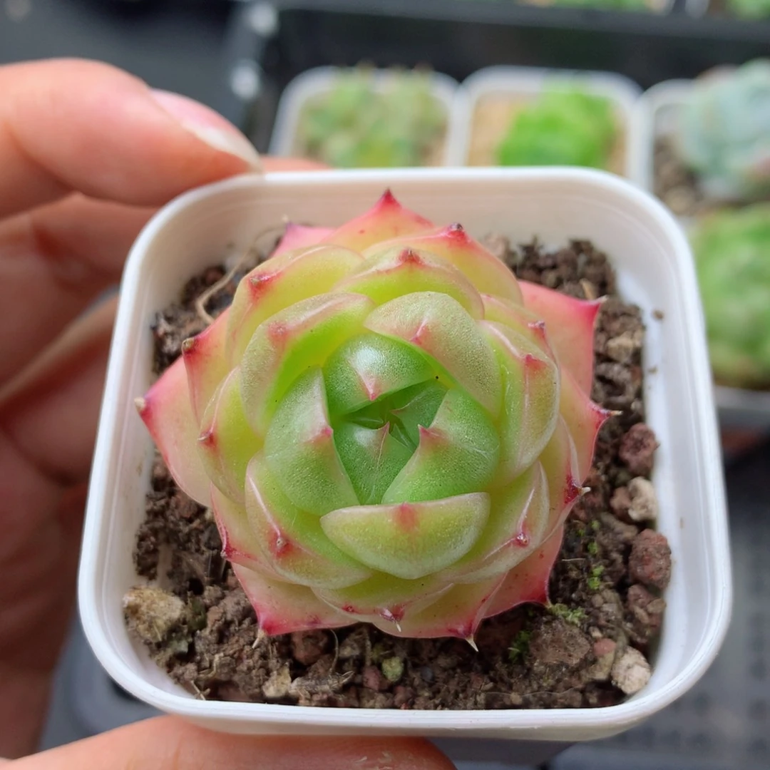 58包邮  群生不包整 125