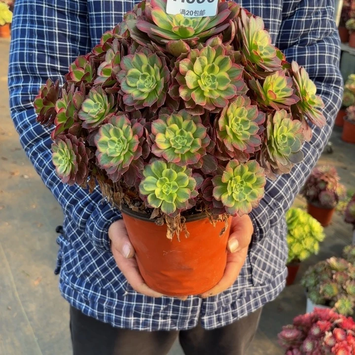 瑞妈，，，，。。。930安娜，