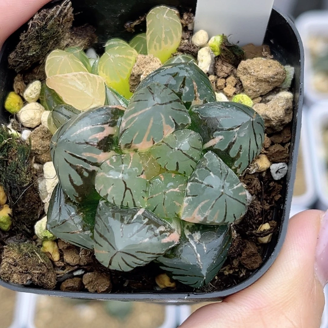 54短肥om玉露锦福利专场