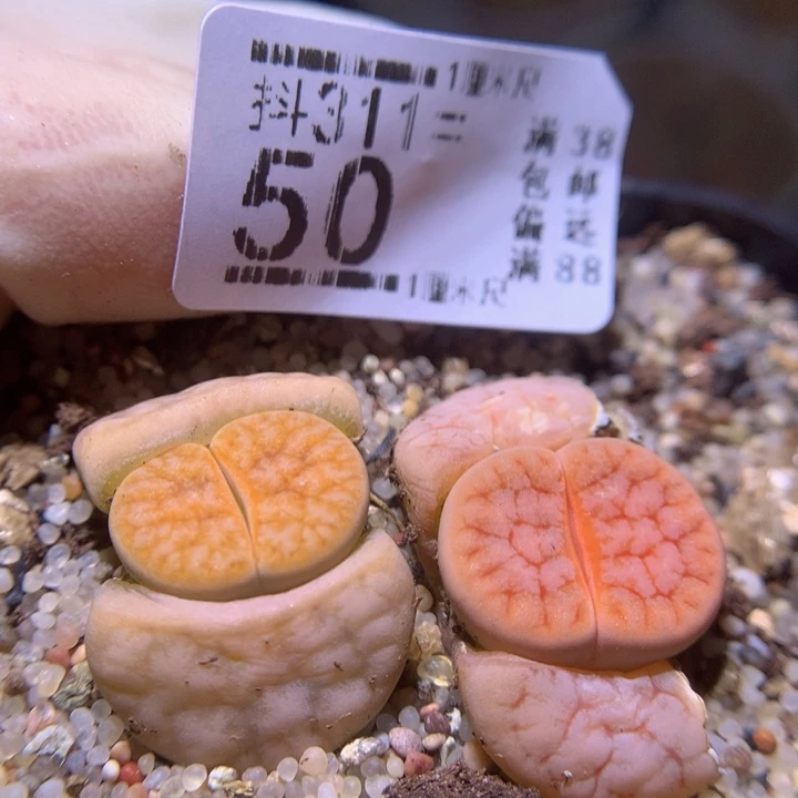 精品生石花311.50拿铁