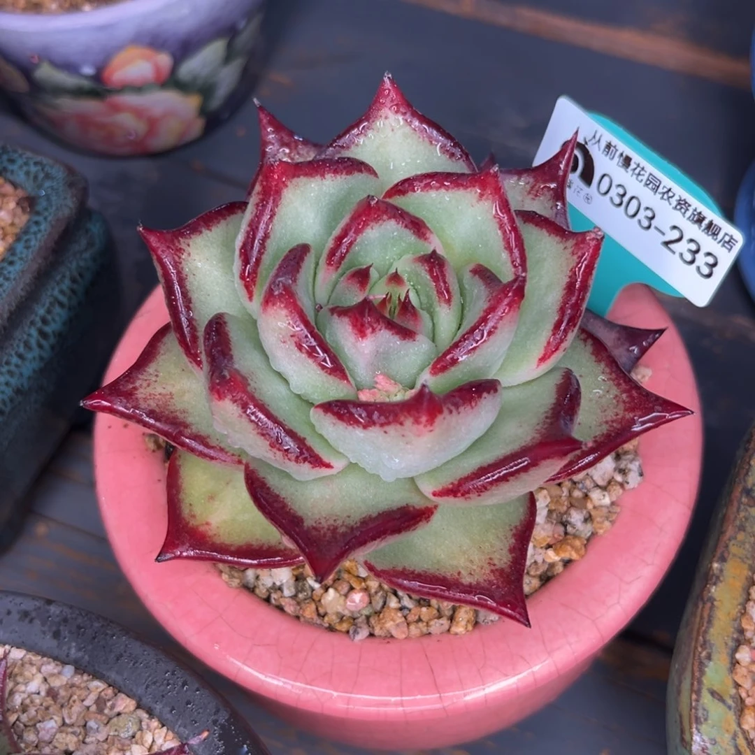 多肉一物一拍0303-233