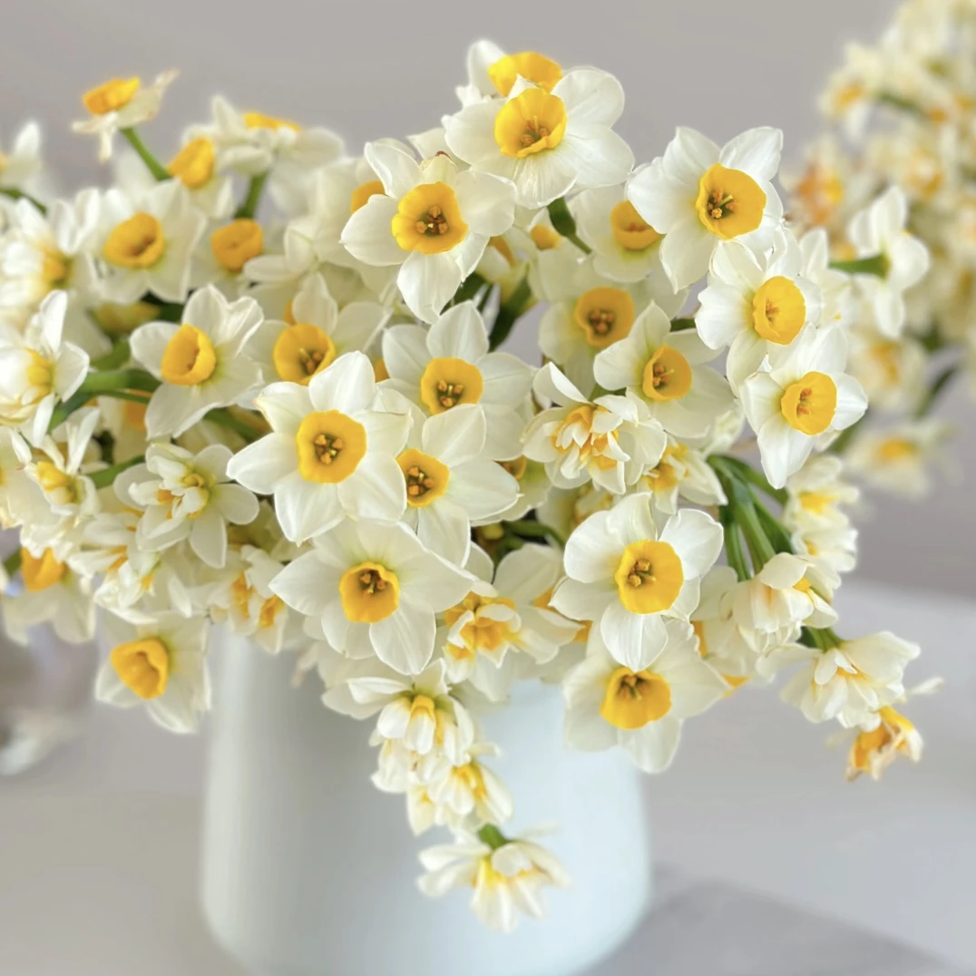 水仙花种球【土培】迷你优选观赏耐寒易种植花卉开花高品质种球