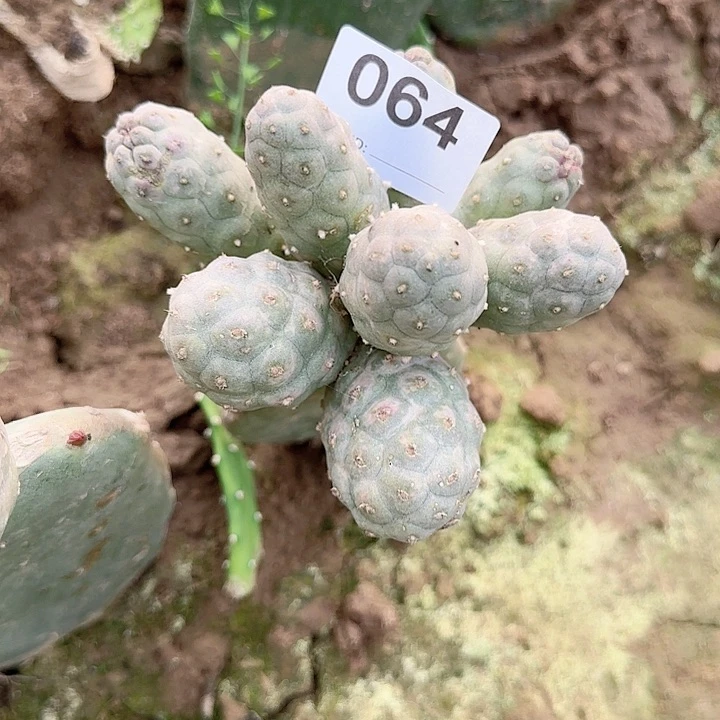 苗接群生习志野064