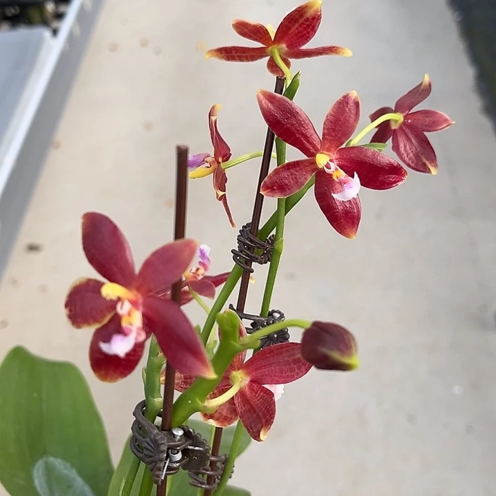 完全开放3.0寸杯鹿角XC4