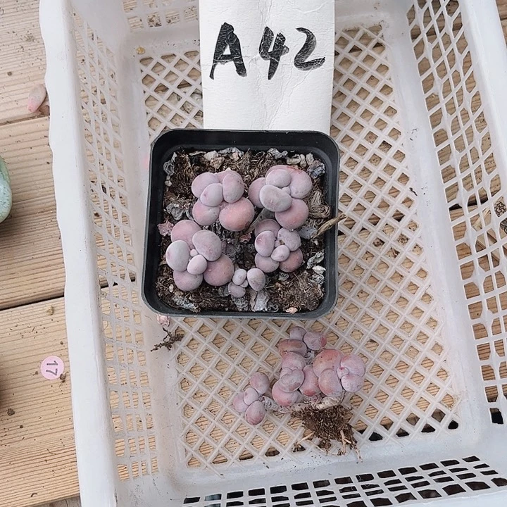 超**嫚42密密麻麻密密麻麻