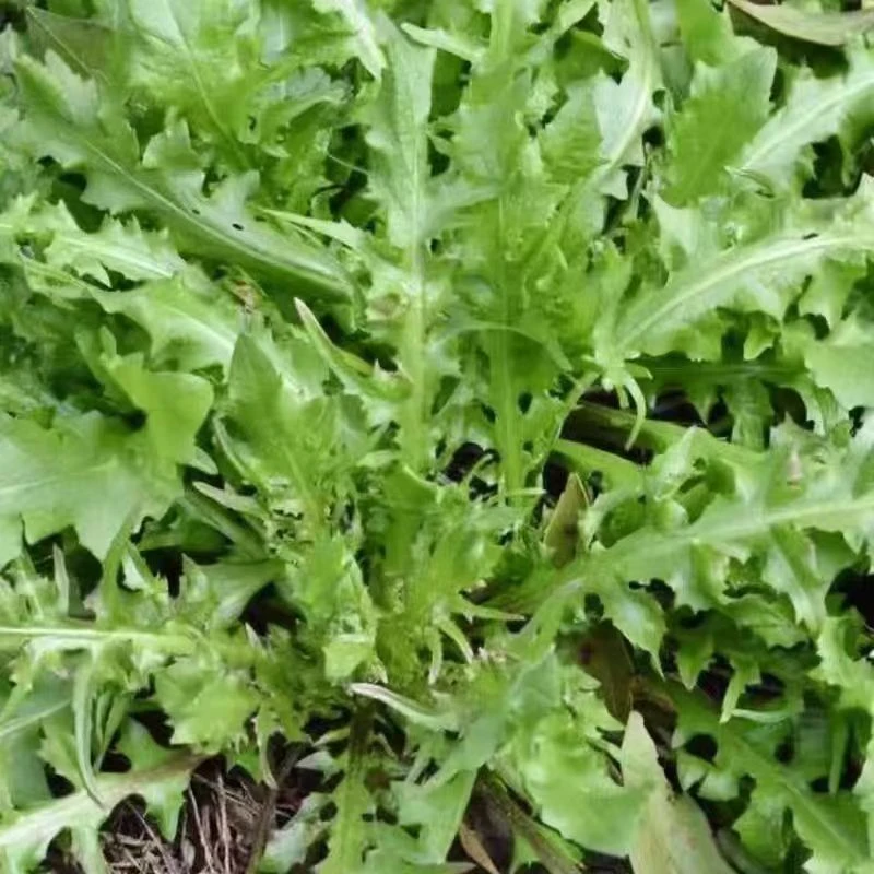 河南露天新鲜荠菜现挖包邮