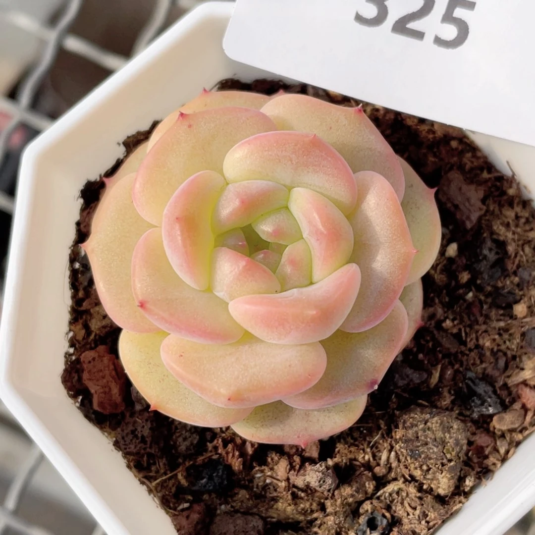 小***?325号糖心冰心珍妮