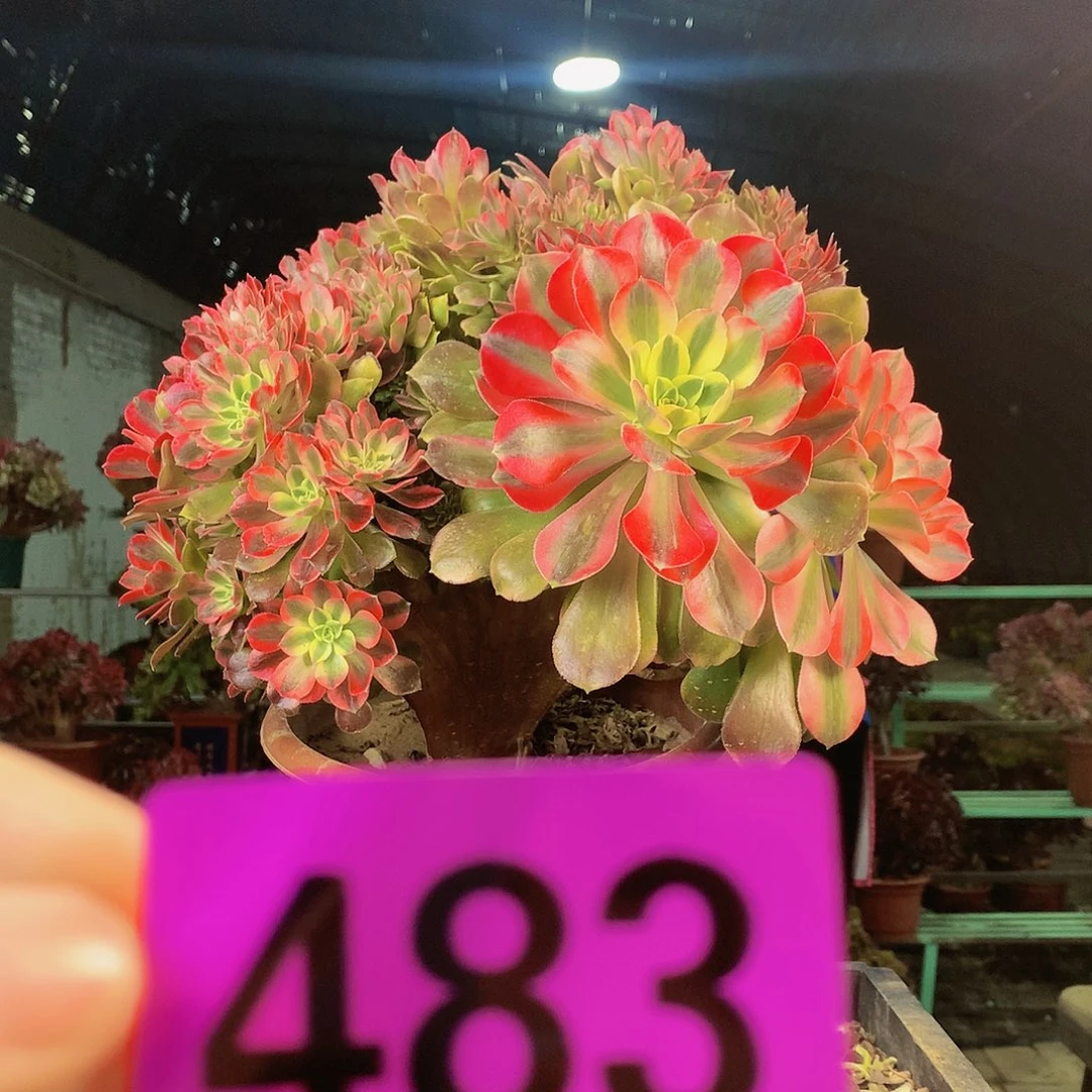 ssssssssssssssssssss483