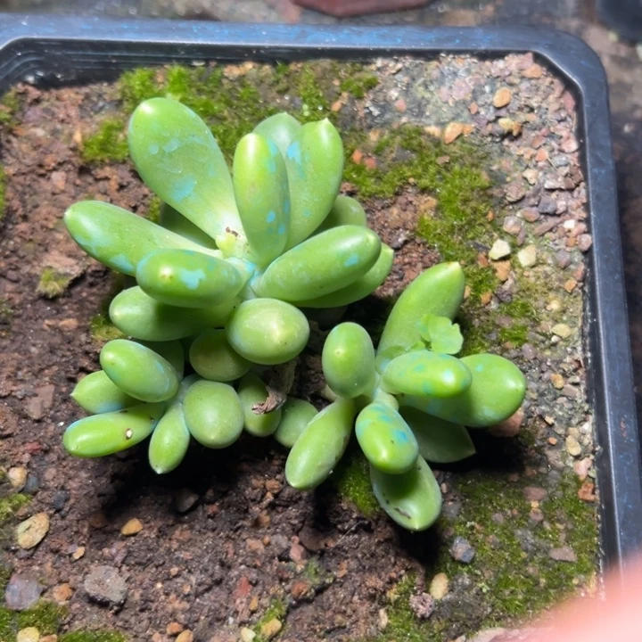 一物一拍芒果奶1730