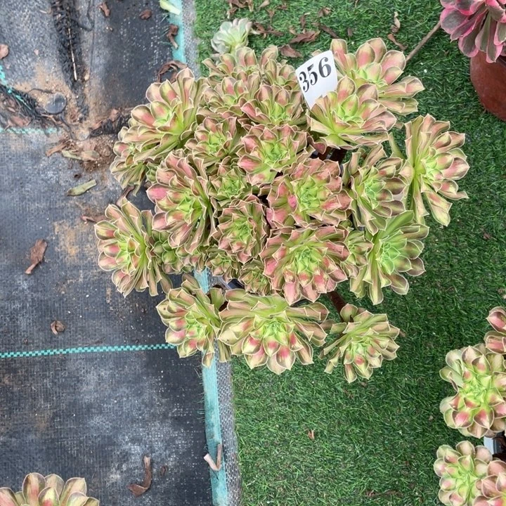 356号精品法师韶华