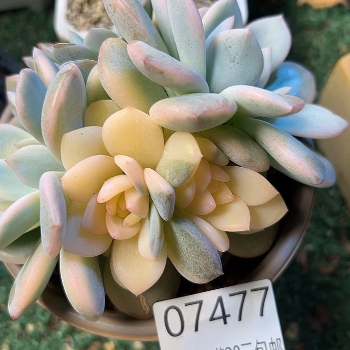 幸运的是我还在等着