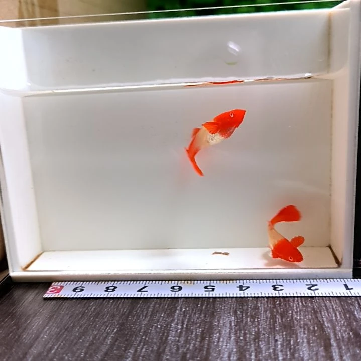 海水鱼精品孔雀鱼，鸿运当头双分水，两公两母。