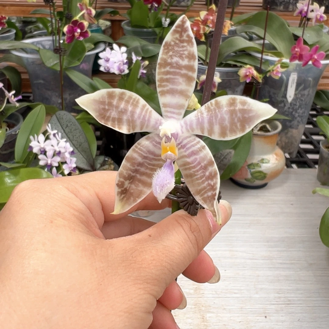 大部分开放少量花苞蓝盾交蓝路德