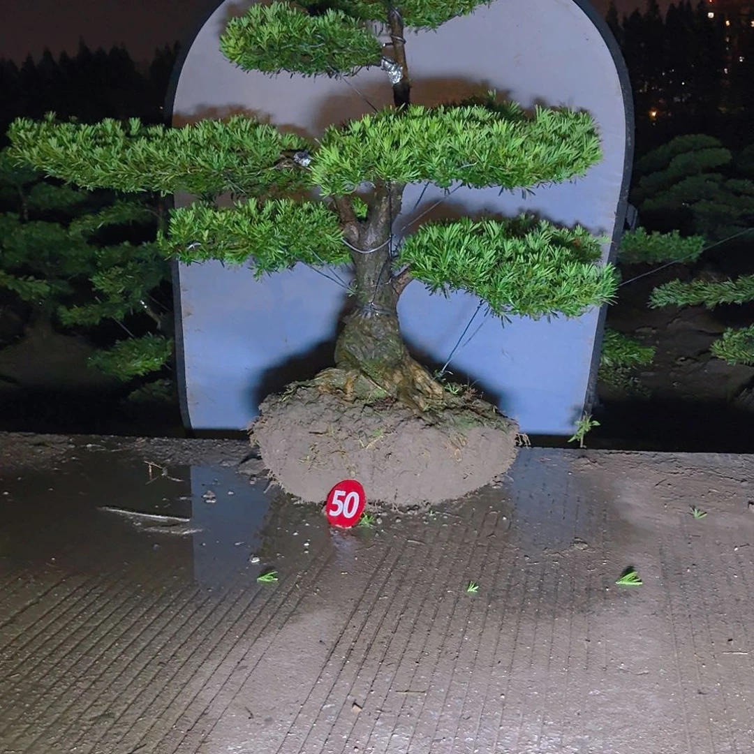 高***活当前无花朵，栽培后可花朵