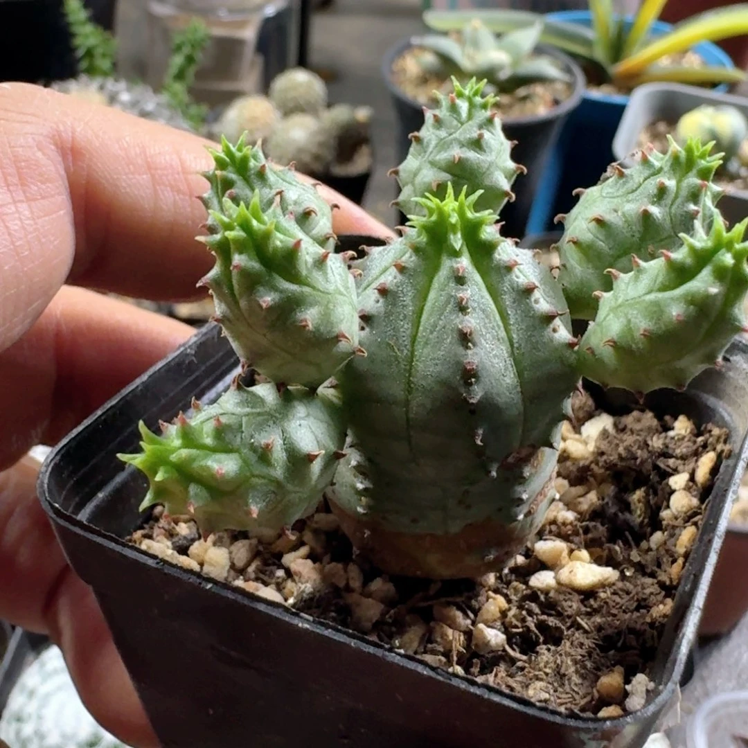 344子吹布纹球脱土发货