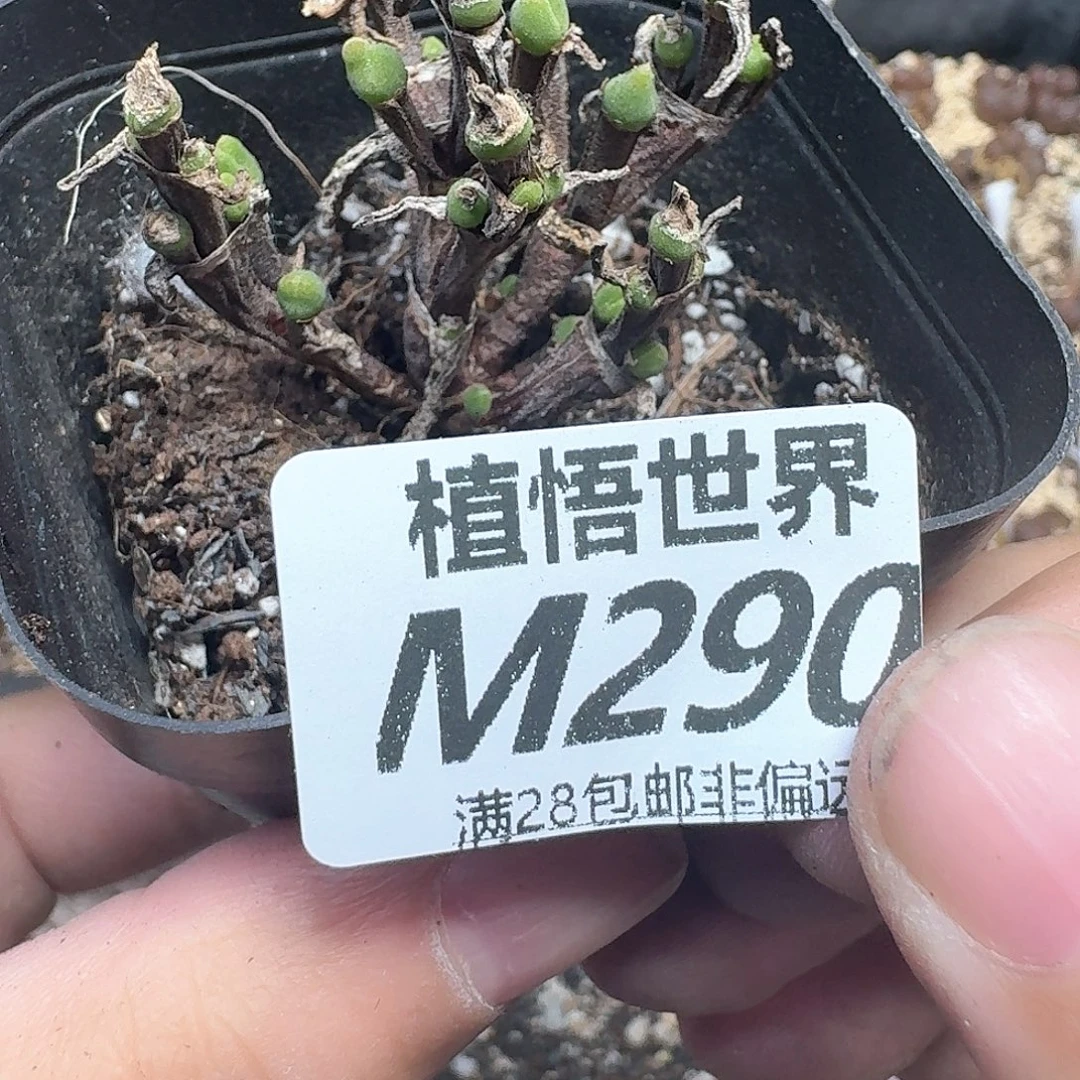 多肉植物的动作法fh
