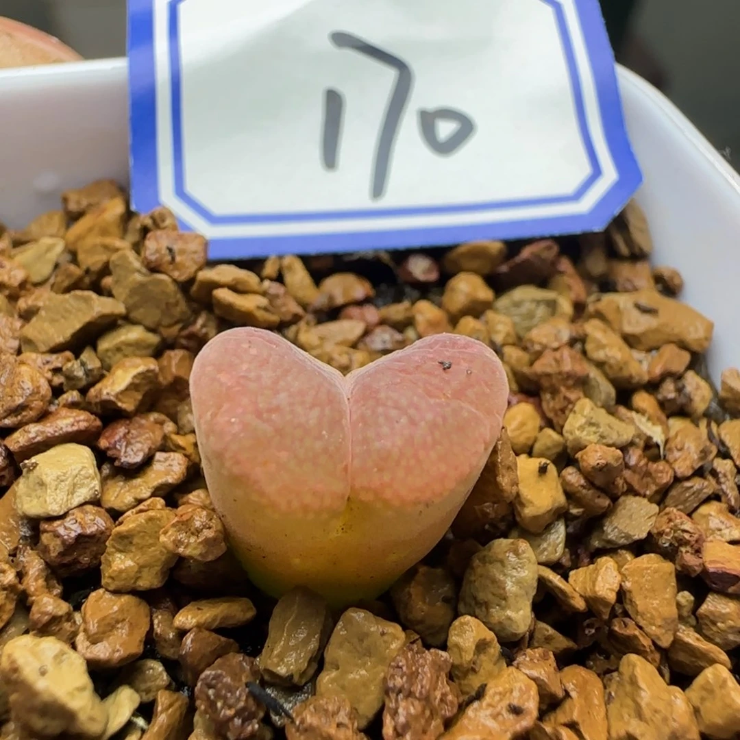 产地C10脱土发货。