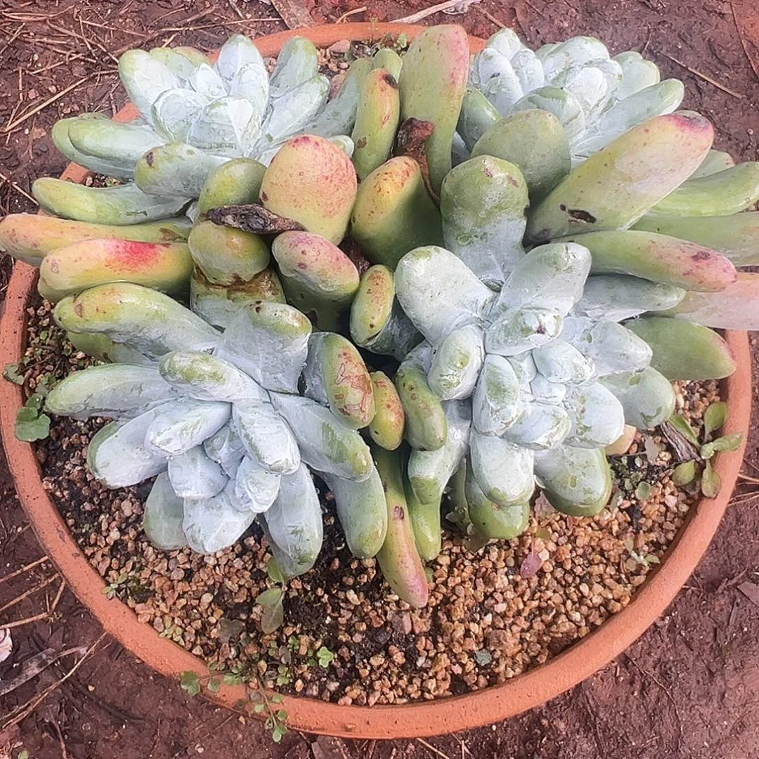 6141拇指仙女杯多肉