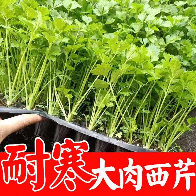 耐寒大肉西芹苗子种子西芹菜苗农家土芹菜苗育苗盆营养土苗