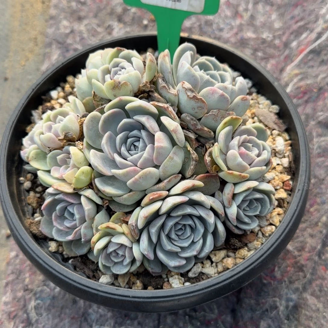 多肉植物汉堡求生无感