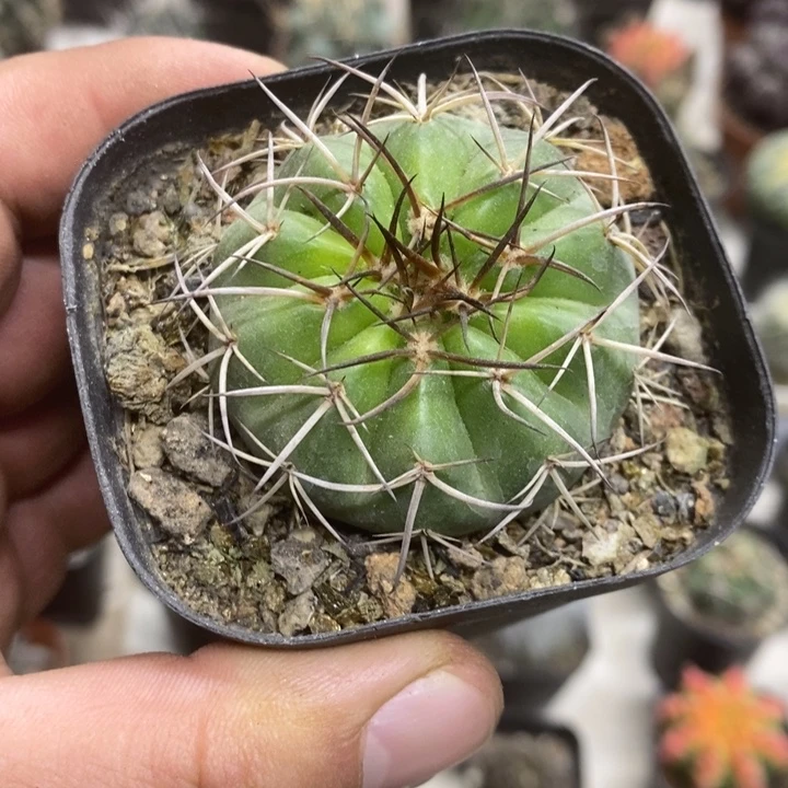 实生圆盘玉特价福利