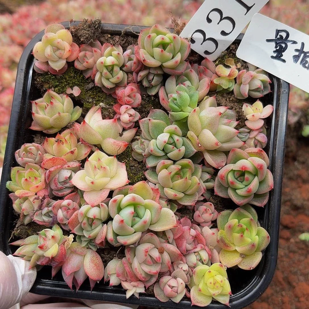 多肉植物多肉植物331量拍