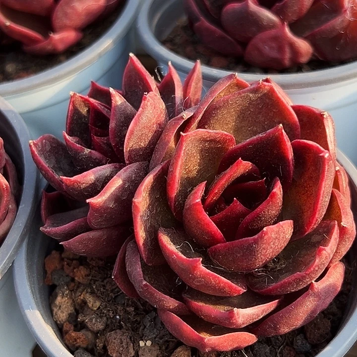 023号。    血红灯