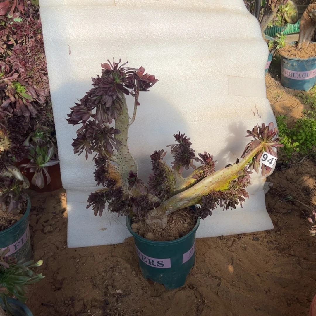 有伤黑缀翅膀941宽高37