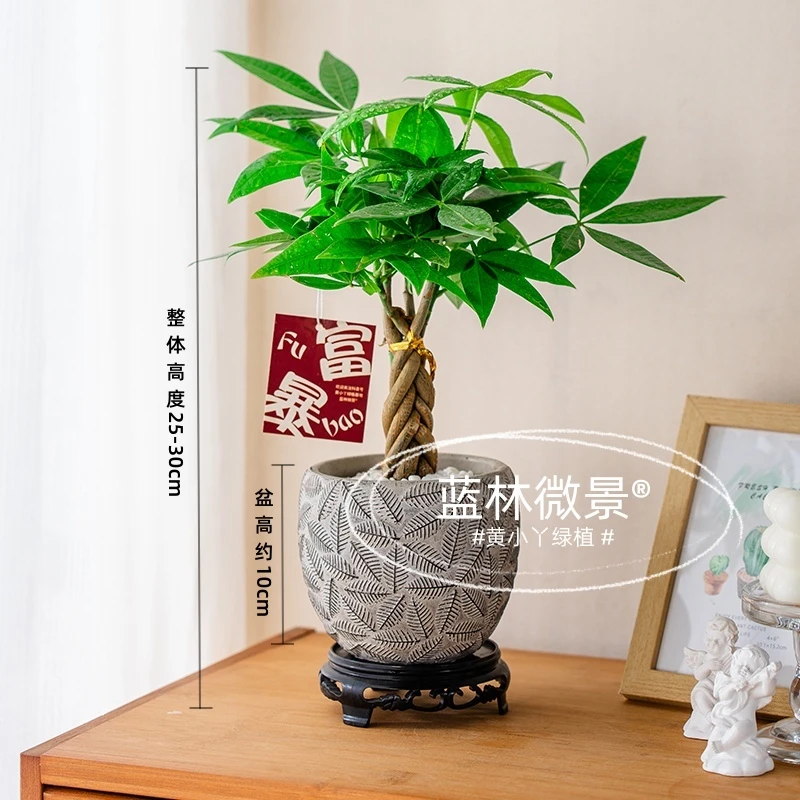 发财树水泥印花盆栽绿（25~30cm）植办公室桌面植物麻花编招财树