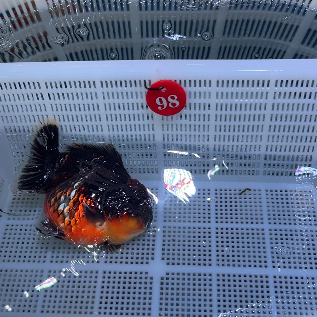 小****海水鱼你好意思的不给人家面子