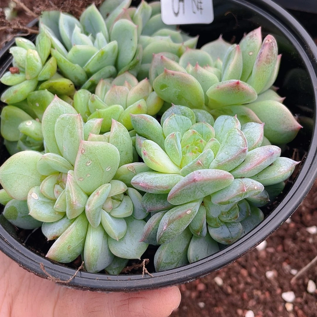 多肉植物多肉植物135