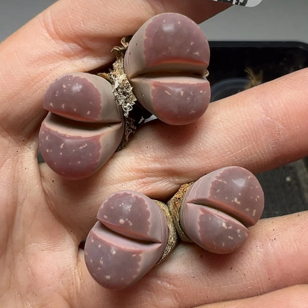 【闪购商品】306。