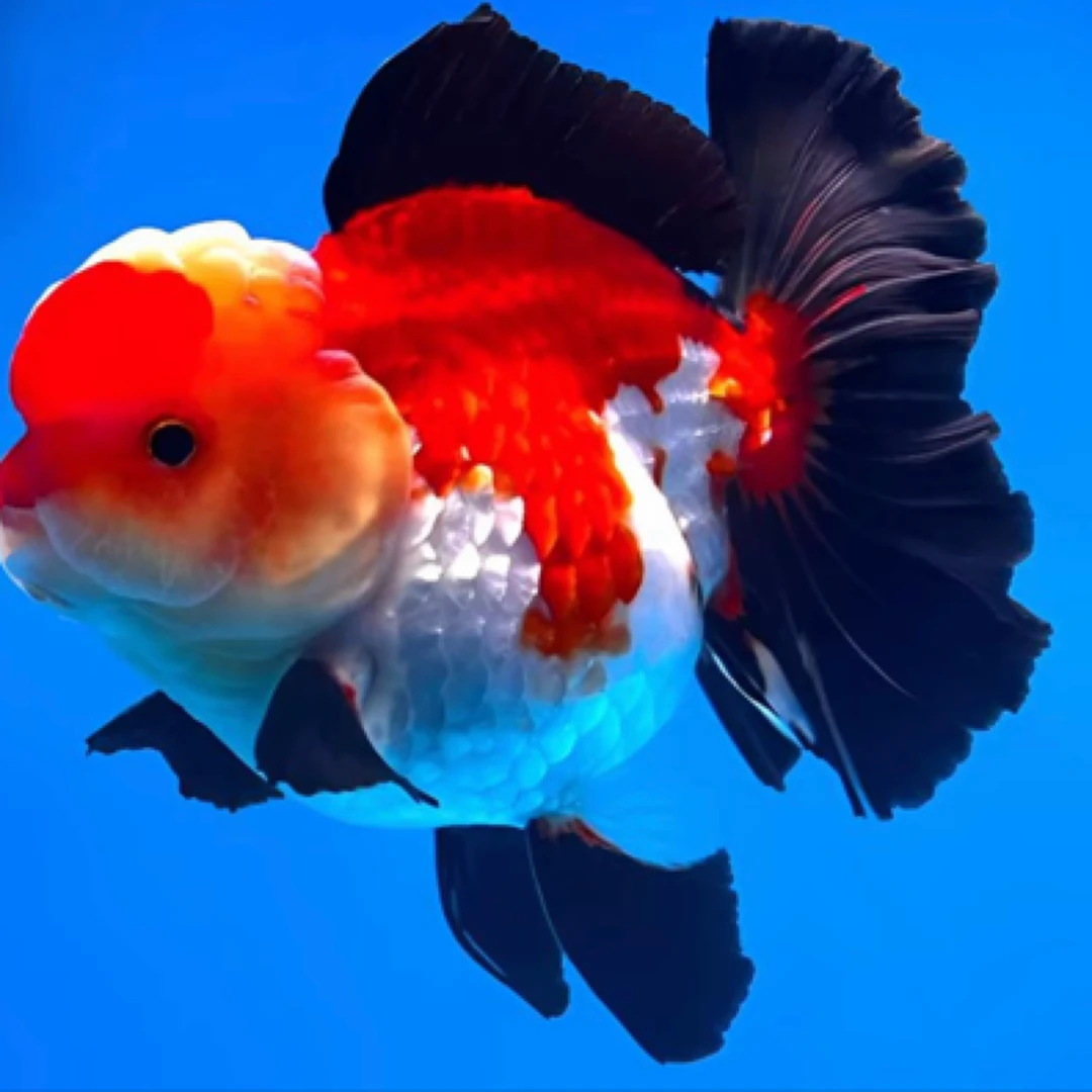 玛丽金鱼 渔场自留 活体冷水观赏鱼好养耐活适合家养