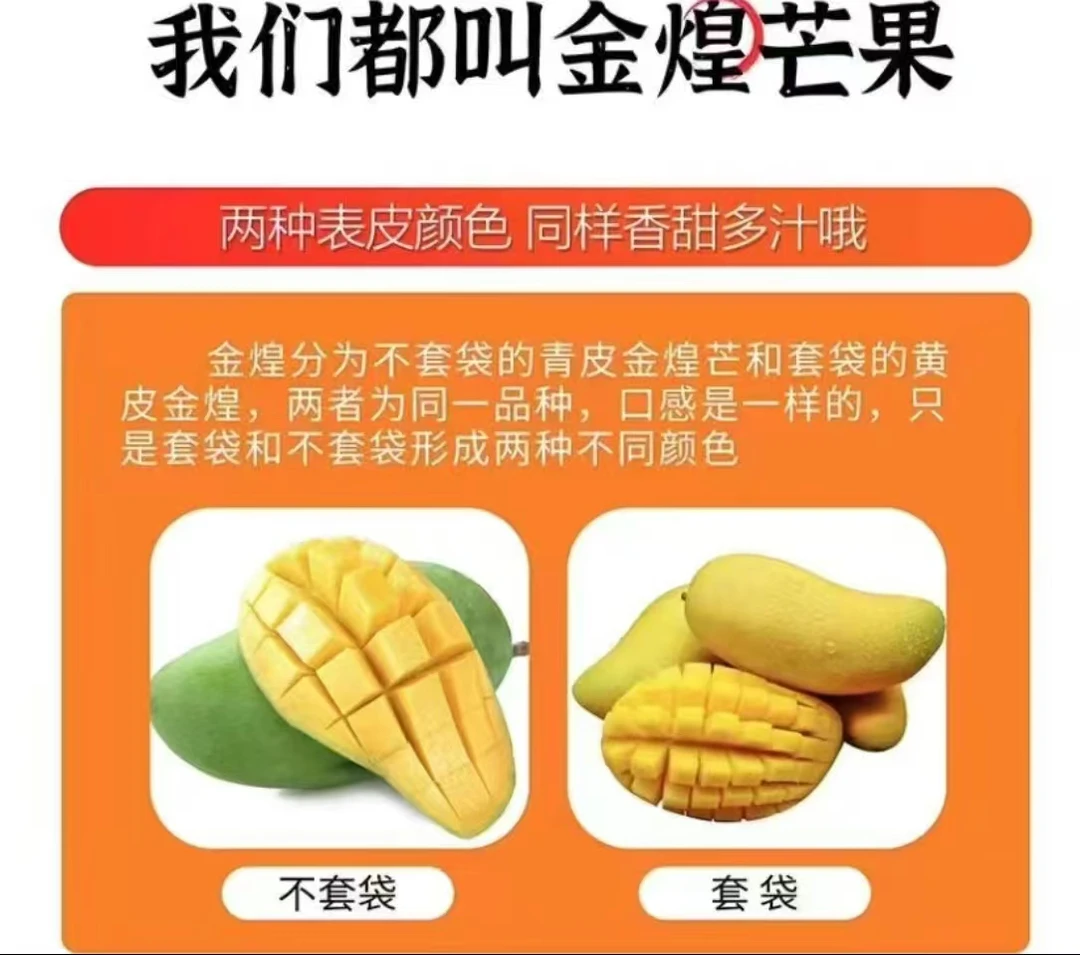 百色套袋金煌芒，Q爽丝滑无筋无丝（礼盒装顺丰快递）青黄皮随机发货