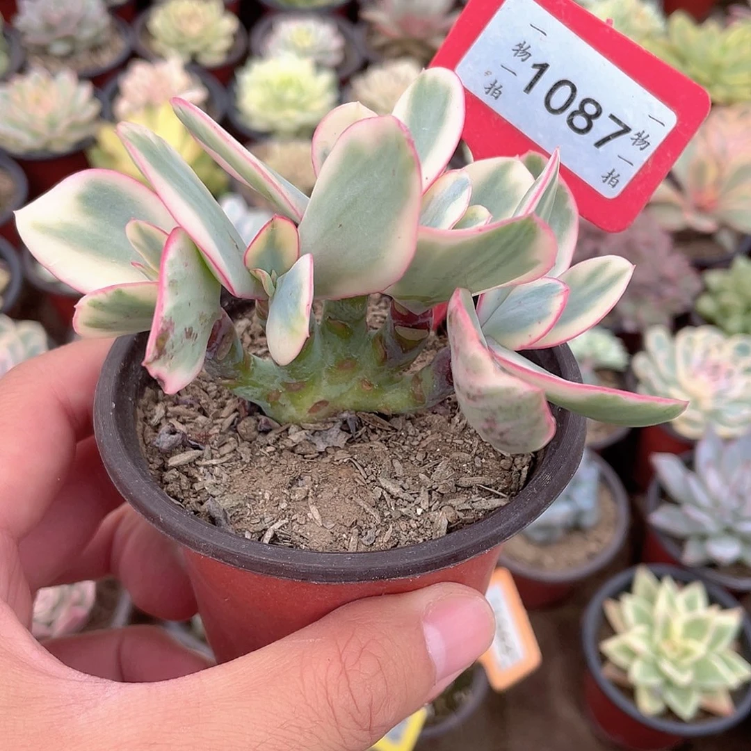 瑞蝶锦1087号多肉